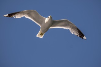 Flying mantled seagull, Larus marinus, spread wings, blue sky, Bakka, Sogn og Fjordane, Norway,