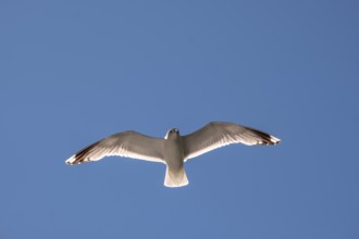 Flying mantled seagull, Larus marinus, spread wings, blue sky, Bakka, Sogn og Fjordane, Norway,