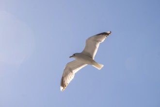 Flying mantled seagull, Larus marinus, spread wings, blue sky, Bakka, Sogn og Fjordane, Norway,