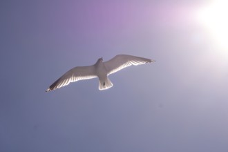 Flying mantled seagull, Larus marinus, spread wings, blue sky, Bakka, Sogn og Fjordane, Norway,