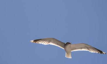 Flying mantled seagull, Larus marinus, spread wings, blue sky, Bakka, Sogn og Fjordane, Norway,