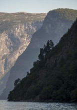 Rock faces, trees, fjord, Nærøyfjorden, Styvi, Sogn og Fjordane, Norway, Scandinavia, Europe, NOR,