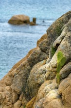 Sardinia, rocky coastal landscape and sea, prickly pear cactus (opuntia ficus-indica), Porto Cervo,