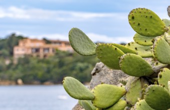 Sardinia, cactus plant prickly pear (opuntia ficus-indica), worth seeing harbour town Porto Cervo,