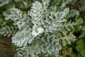 Sardinia, silver ragwort (jacobaea maritima), also silver ragwort, flower plant, Arzachena, Europe,