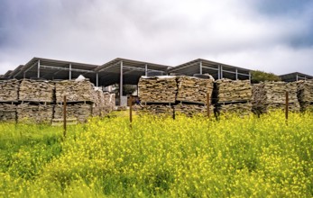 Sardinia, storage place wood pile in front of green meadow with yellow flowers, production of wine