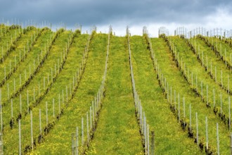 Sardinia, Azienda Vitivinicola, Winery and vineyards, Sky and clouds, Coddu Vecchiu, Arzachena,