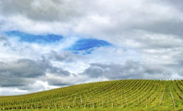 Sardinia, Azienda Vitivinicola, winery and vineyards, sky and clouds, Coddu Vecchiu, Arzachena,