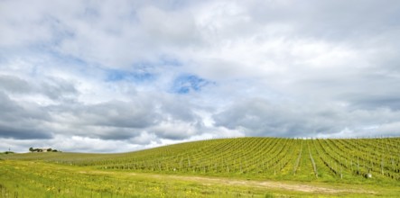 Sardinia, Azienda Vitivinicola, winery and vineyards, sky and clouds, Coddu Vecchiu, Arzachena,