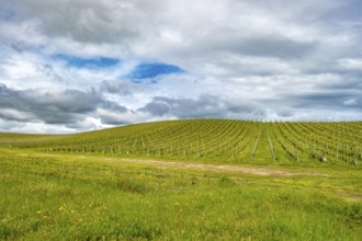 Sardinia, Azienda Vitivinicola, winery and vineyards, sky and clouds, Coddu Vecchiu, Arzachena,