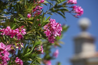 Oleander (Nerium oleander), Evora, Évora district, Portugal