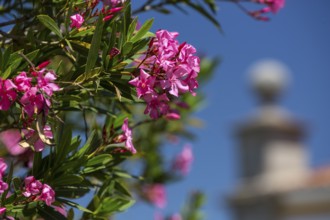Oleander (Nerium oleander), Evora, Évora district, Portugal