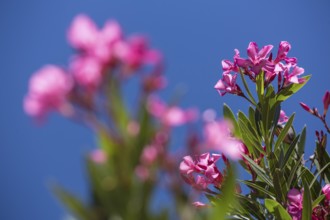 Oleander (Nerium oleander), Evora, Évora district, Portugal