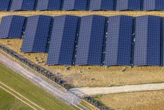 Aerial view, solar park photovoltaic plant Sternweg, grazing sheep, Hattrop, Soest, Soester Börde,