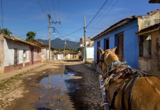 Street scene in Trinidadwith horseback and cobbled street with large puddle of rain, Trinidad,