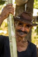Sugar cane farmer in the Valle de los Ingenios with sugar cane stalks, Trinidad, Cuba, Sancti