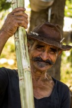 Sugar cane farmer in the Valle de los Ingenios with sugar cane stalks, Trinidad, Cuba, Sancti