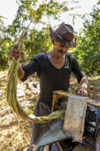 Sugar cane plantation with sugar cane farmer pressing sugar cane juice with a blue mechanical sugar