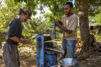 Sugar cane plantation with sugar cane farmers pressing sugar cane juice with a blue mechanical