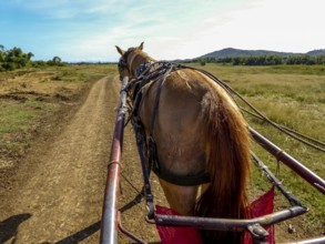 Horseback with drawbar of a single carriage in Valle de los Ingenios, Trinidad, Cuba, Sancti