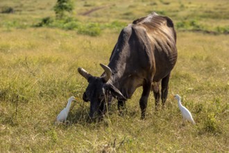 Cattle with cattle egrets Valle de los Ingenios, Trinidad, Cuba, Sancti Spíritus, Cuba, Sancti