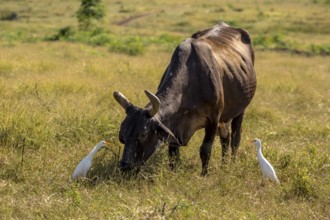 Cattle with cattle egrets Valle de los Ingenios, Trinidad, Cuba, Sancti Spíritus, Cuba, Sancti