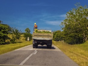 Street scene on the country roads of Yaguanabo with banana lorries, Yaguanabo, Cuba, Cienfuegos,