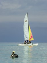 Sailing boat with pelican at the harbour of the hotel PARADISUS VARADERO RESORT SPA, Varadero,