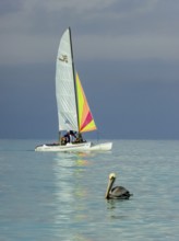 Sailing boat with pelican at the harbour of the hotel PARADISUS VARADERO RESORT SPA, Varadero,