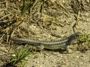 Lizard, Varadero, Cuba, Matanzas, Cuba, Central America