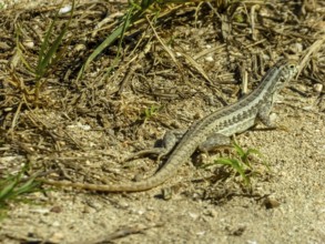 Lizard, Varadero, Cuba, Matanzas, Cuba, Central America