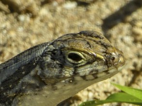 Lizard, Varadero, Cuba, Matanzas, Cuba, Central America