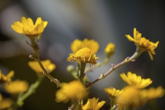 Yellow flowers, Cabo da Roca, westernmost point of the continent of Europe, Lisbon coast, São João