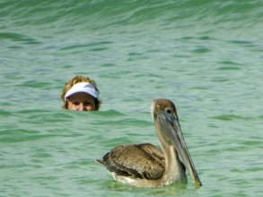 Pelicans on the beach of Varadero, Cuba, Matanzas, Cuba, Central America