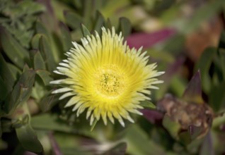 Edible noonday flower, also known as yellow noonday flower, horse fig, Hottentot fig or witch's