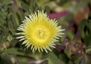 Edible noonday flower, also known as yellow noonday flower, horse fig, Hottentot fig or witch's