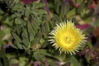 Edible noonday flower, also known as yellow noonday flower, horse fig, Hottentot fig or witch's