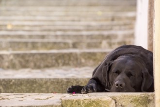 Sleeping dog in the alleys of Sintra, On the steps of the alleys, Lisbon, Lisbon, Portugal