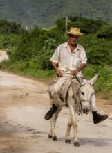 Old Cuban bear on a donkey mule with hat in Valle de los Ingenios, Trinidad, Cuba, Sancti Spíritus,