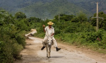 Old Cuban bear on a donkey mule with hat in Valle de los Ingenios, Trinidad, Cuba, Sancti Spíritus,