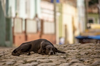 Street scene with sleeping brown dog in the old town of Trinidad, Trinidad, Cuba, Sancti Spíritus,