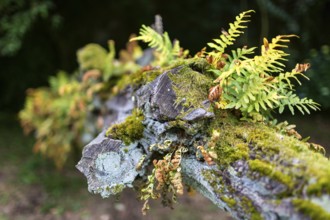 Fern growth on a dead tree trunk, tree fern, Casa de Sezim, Grande Escolha winery in the Minho