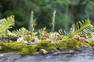 Fern growth on a dead tree trunk, tree fern, Casa de Sezim, Grande Escolha winery in the Minho