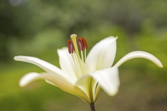 Flower with pistil and pollen, Casa de Sezim, Grande Escolha winery in the Minho region, the garden