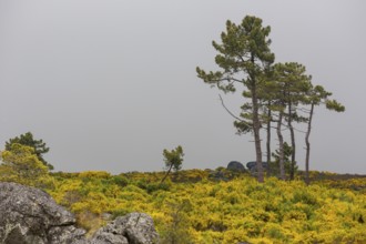 Barren highlands with broom bushes in bloom in the Sierra do Alvao, MondrÃµes, Vila Real district,
