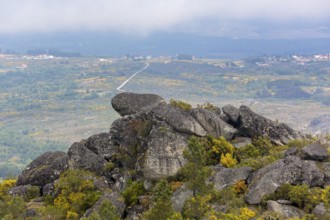 Barren highlands with broom bushes in bloom in the Sierra do Alvao, MondrÃµes, Vila Real district,