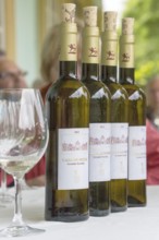 Wine tasting with the estate owner Jose, Casa de Sezim, Grande Escolha winery in the Minho region,