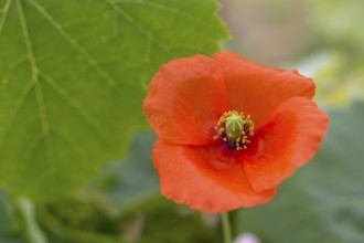 Vine, grapevine (Vitis vinifera), poppy blossom (Papaver rhoeas), vines and vine leaves of Mateus