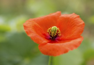 Vine, grapevine (Vitis vinifera), poppy blossom (Papaver rhoeas), vines and vine leaves of Mateus