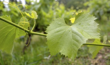 Vine, grapevine (Vitis vinifera), vines and vine leaves of Mateus red wine, Casa de Mateus, palace